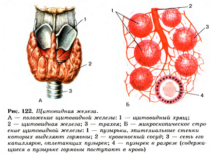 Funcția de glande endocrine