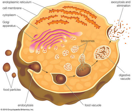 D) reticulul endoplasmic (eps) - stadopedie