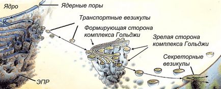 D) reticulul endoplasmic (eps) - stadopedie