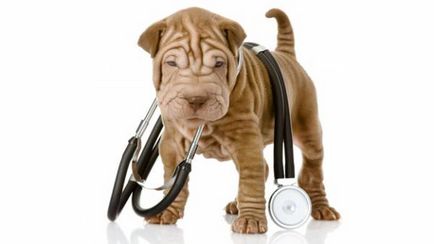 Гіпертензія - підвищений артеріальний тиск собак