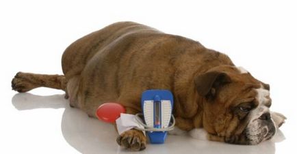 Hipertensiune arterială - creșterea tensiunii arteriale a câinilor