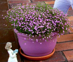 Cultivarea și îngrijirea perenă Gypsophila