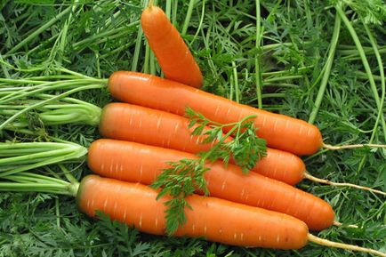 Secretele principale ale cultivării unui morcov mare