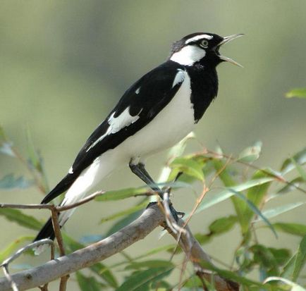 Cuibul Magpie