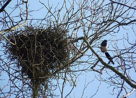 Cuibul Magpie