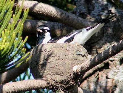 Cuibul Magpie