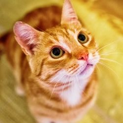 Horoscop de pisici nascuti sub zodia Varsatorului - totul despre pisici si pisici cu dragoste