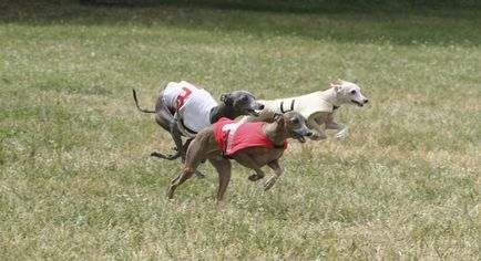 Greyhound, o rasă de fotografii de câine, de conținut și de reproducere, de vânătoare, de pui, de oi, de ogari