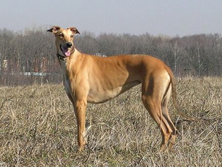 Greyhound, o rasă de fotografii de câine, de conținut și de reproducere, de vânătoare, de pui, de oi, de ogari