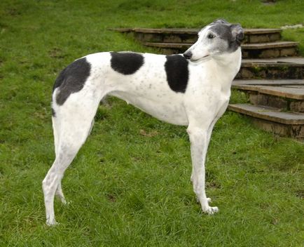 Greyhound, o rasă de fotografii de câine, de conținut și de reproducere, de vânătoare, de pui, de oi, de ogari