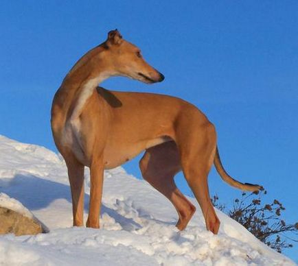 Greyhound, o rasă de fotografii de câine, de conținut și de reproducere, de vânătoare, de pui, de oi, de ogari