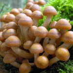 Ciuperci Ryadovka caracteristici și principalele tipuri - portal agricol