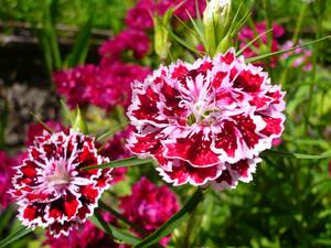 Dianthus chinensis frottír növekvő magról 1