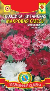 Гвоздика китайська махрова вирощування з насіння 1