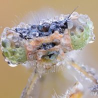 Ideea unei fotografii de picătură de apă pe un pahar