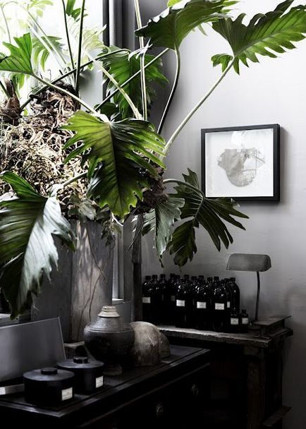Ideea de interior pentru o cameră mică a unei plante în design
