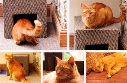 Ідея як зробити будиночок для кішки своїми руками