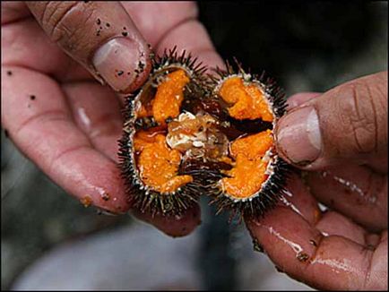 Caviar de urchin de mare