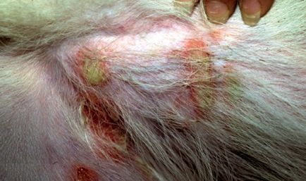 Impetigo câini și pisici, veterinar