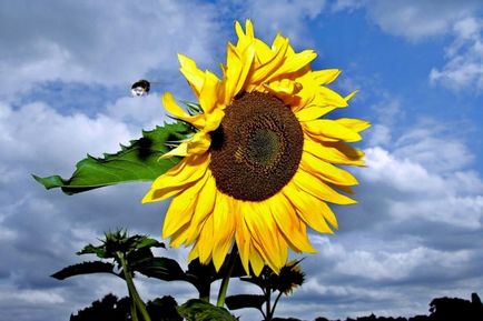 Informații interesante despre floarea soarelui