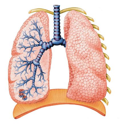 Lecție de internet din întreaga lume - pentru ce și cum respirăm sau respirăm organe, clasa 39