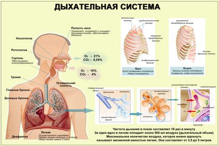 Интернет урок по външния свят - за какво и как дишаме или дихателната система, klass39