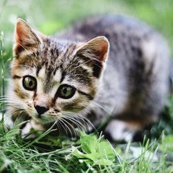 Boli invazive la pisici (agenți patogeni și grupuri) - totul despre pisici și pisici cu dragoste