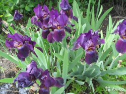 Iris de plantare și îngrijire cu bărbie, fotografie, reproducere, boli și dăunători