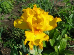 Iris de plantare și îngrijire cu bărbie, fotografie, reproducere, boli și dăunători