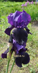 Iris îngrijire aterizare, toate despre plante