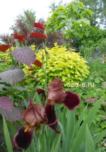 Iris îngrijire aterizare, toate despre plante