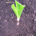 Szakállas Iris ültető ellátás, mind a növények