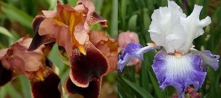 Plantare și îngrijire de Iris, blog-flori