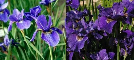 Plantare și îngrijire de Iris, blog-flori