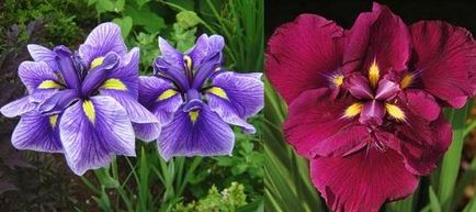 Plantare și îngrijire de Iris, blog-flori