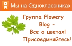 Іриси посадка і догляд, flowery-blog