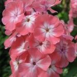 Plantare și îngrijire de Iris, blog-flori