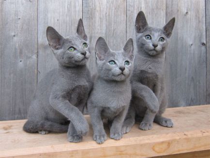 Istoria pisicii albastre din Rusia