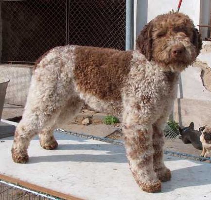 Câine de apă italiană, rase de câine, animale și rase