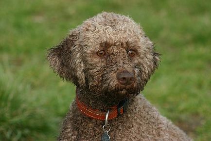 Câine de apă italiană, rase de câine, animale și rase