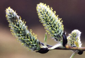 Willow și proprietățile sale medicinale, fotografie