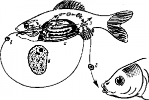 Ichthyosporidiosis (ihtiofonoză), pești de acvariu, crabi, creveți, broaște, funii