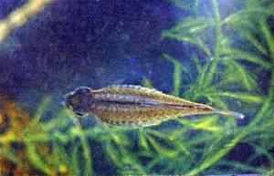Ichthyosporidiosis (ihtiofonoză), pești de acvariu, crabi, creveți, broaște, funii