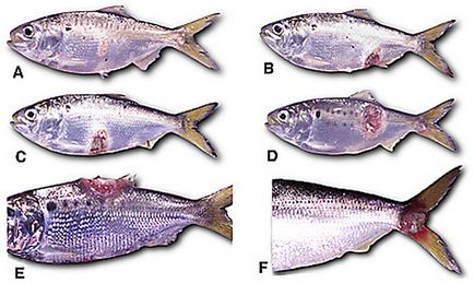 Ichthyosporidiosis, ihtiphonosis de pește, boala fungică, coordonarea depreciată a mișcării peștilor, uimitoare