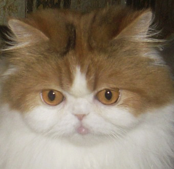Зміни породного типу перської кішки
