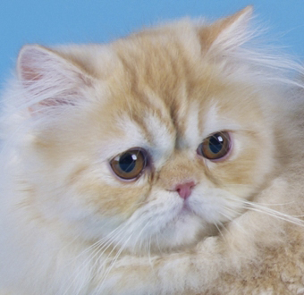 Schimbări în tipul de rasă a unei pisici persane