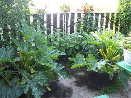 Zucchini - plantarea, cultivarea și îngrijirea pe teren deschis cu fotografii și clipuri video