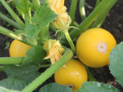Zucchini - plantarea, cultivarea și îngrijirea pe teren deschis cu fotografii și clipuri video