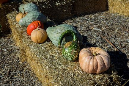 Cum se pregătește America pentru Halloween - știri în fotografii