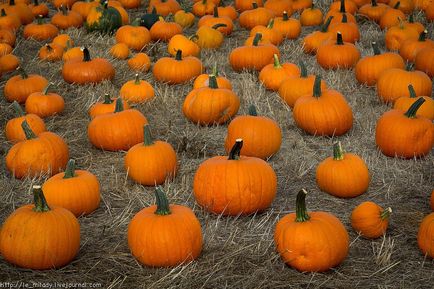 Cum se pregătește America pentru Halloween - știri în fotografii